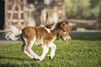 Mini Shetlandpony Fohlen