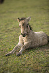 Mini Shetlandpony Fohlen