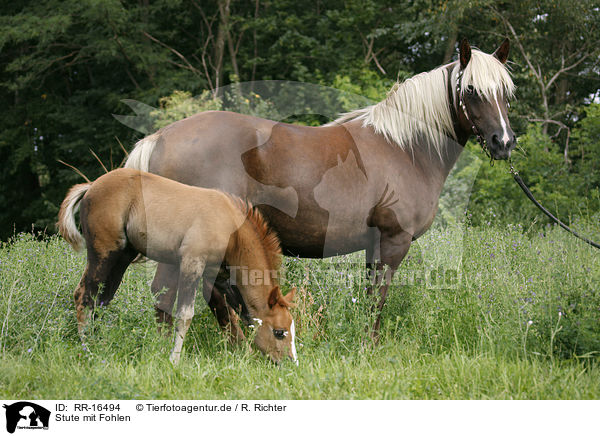 Stute mit Fohlen / mare with foal / RR-16494