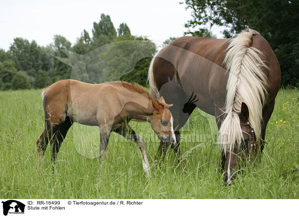 Stute mit Fohlen / mare with foal / RR-16499
