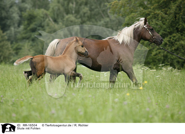 Stute mit Fohlen / mare with foal / RR-16504