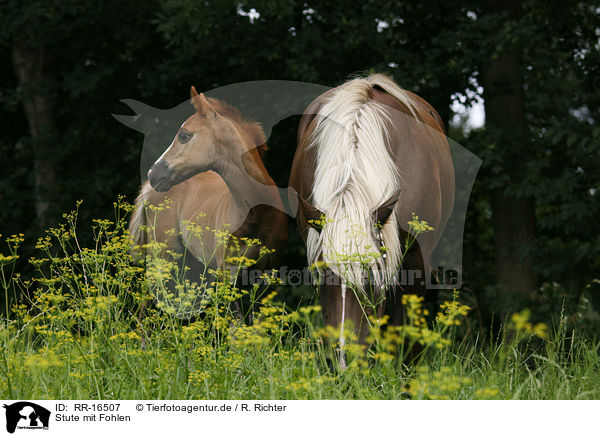 Stute mit Fohlen / mare with foal / RR-16507