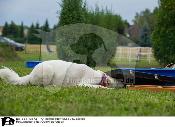Rettungshund hat Objekt gefunden / rescue dog has find the object / SST-13672