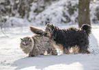 Ragdoll und Hund im Schnee