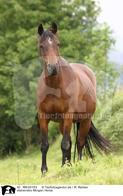 stehendes Morgan Horse / standing morgan horse / RR-00163