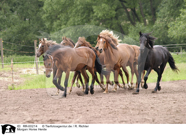 Morgan Horse Herde / RR-00214