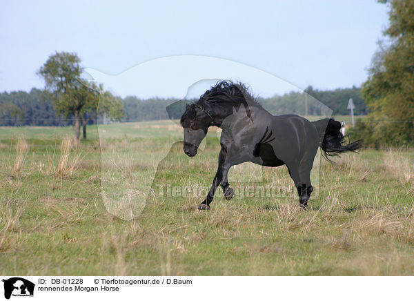 rennendes Morgan Horse / DB-01228