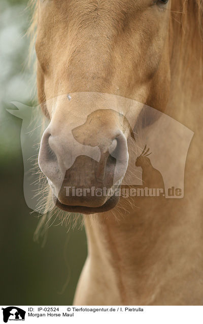 Morgan Horse Maul / IP-02524