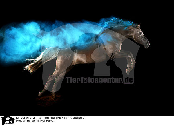Morgan Horse mit Holi Pulver / AZ-01272