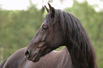 Morgan Horse Portrait