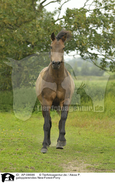 galoppierendes New-Forest-Pony / galloping New-Forest-Pony / AP-08686