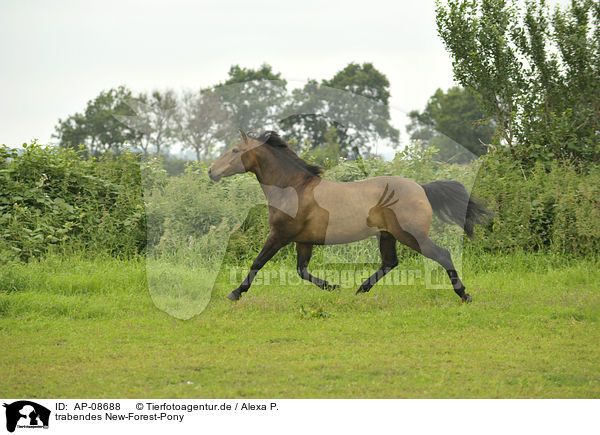 trabendes New-Forest-Pony / trotting New-Forest-Pony / AP-08688