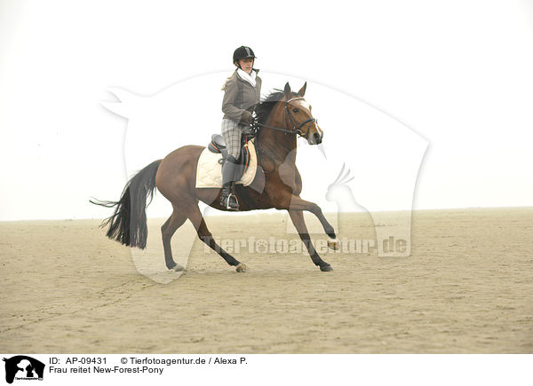 Frau reitet New-Forest-Pony / woman rides New-Forest-Pony / AP-09431
