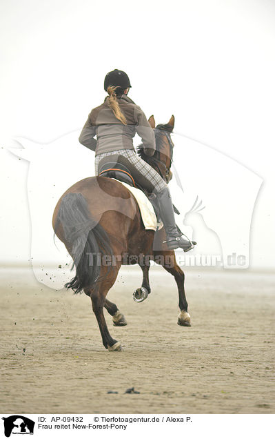 Frau reitet New-Forest-Pony / woman rides New-Forest-Pony / AP-09432