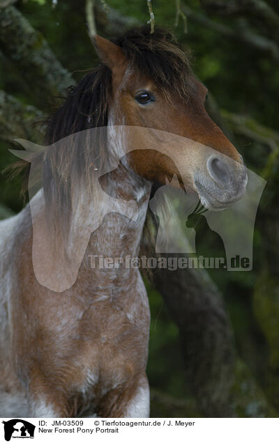 New Forest Pony Portrait / New Forest Pony Portrait / JM-03509