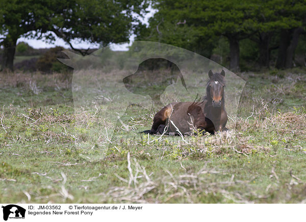 liegendes New Forest Pony / lying New Forest Pony / JM-03562