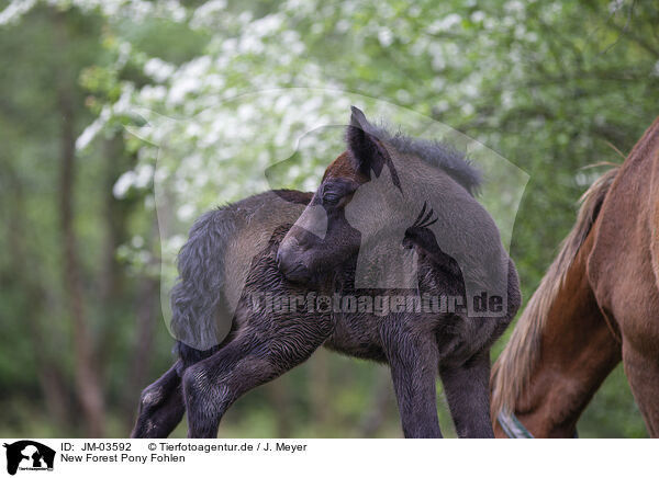New Forest Pony Fohlen / New Forest Pony Foal / JM-03592
