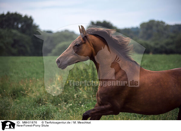 New-Forest-Pony Stute / New-Forest-Pony mare / MM-01876
