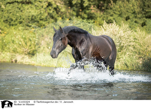 Noriker im Wasser / Noriker Horse in the water / VJ-03324