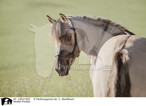 Noriker Portrait / Noriker Horse Portrait / LIB-01320