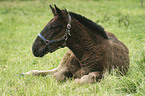 Noriker Fohlen / foal