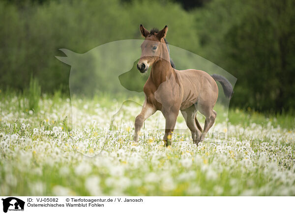 sterreichisches Warmblut Fohlen / Austrian warmblood foal / VJ-05082