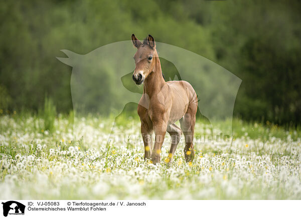 sterreichisches Warmblut Fohlen / Austrian warmblood foal / VJ-05083