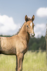 sterreichisches Warmblut Fohlen