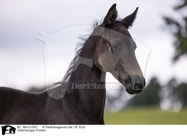 Oldenburger Fohlen / Oldenburg Horse foal / BK-01591