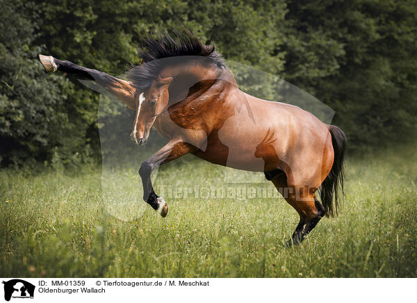 Oldenburger Wallach / Oldenburg Horse gelding / MM-01359