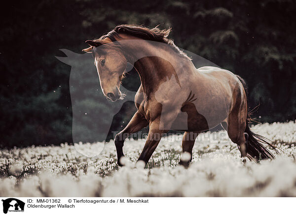 Oldenburger Wallach / Oldenburg Horse gelding / MM-01362