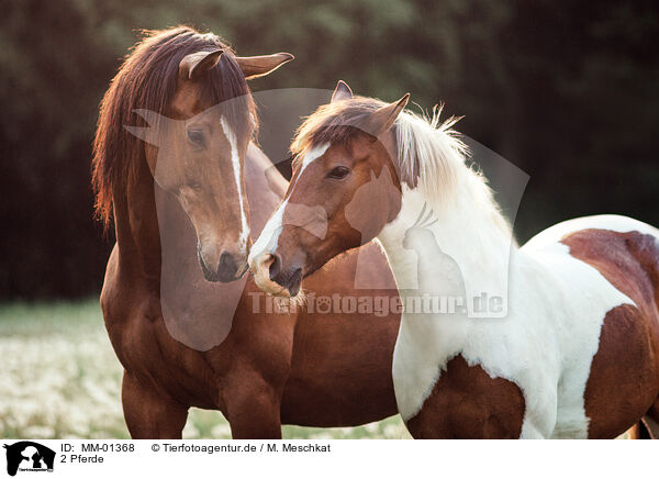 2 Pferde / 2 horses / MM-01368