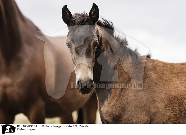 Oldenburger / Oldenburg Horses / NP-03154