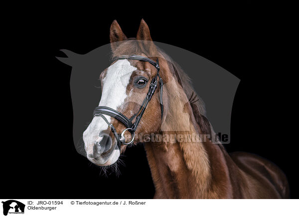 Oldenburger / Oldenburg Horse / JRO-01594