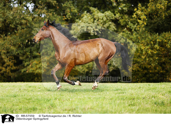 Oldenburger Springpferd / horse / RR-57559