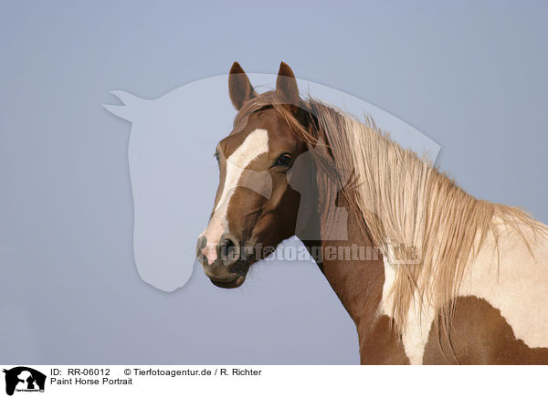 Paint Horse Portrait / RR-06012