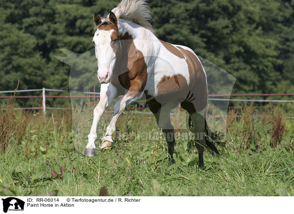 Paint Horse in Aktion / running horse / RR-06014