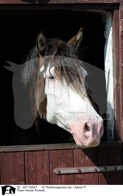 Paint Horse Portrait / AP-10641