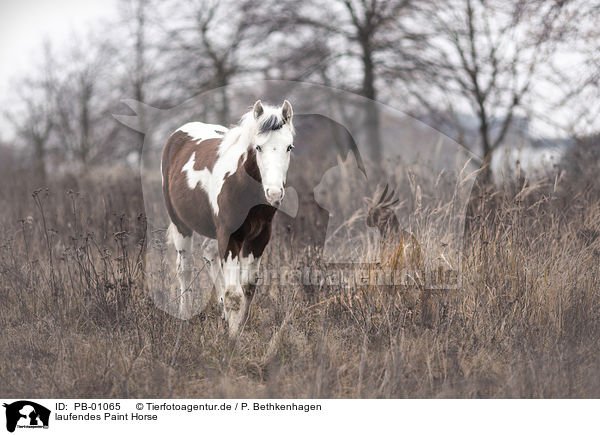 laufendes Paint Horse / walking Paint Horse / PB-01065