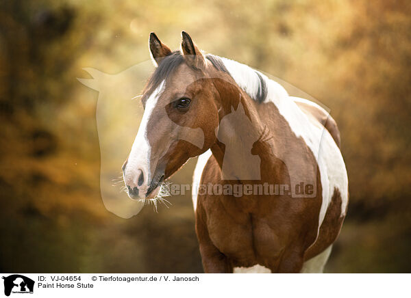 Paint Horse Stute / VJ-04654