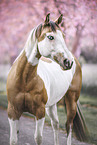 Paint Horse