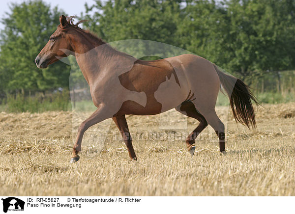 Paso Fino in Bewegung / running horse / RR-05827