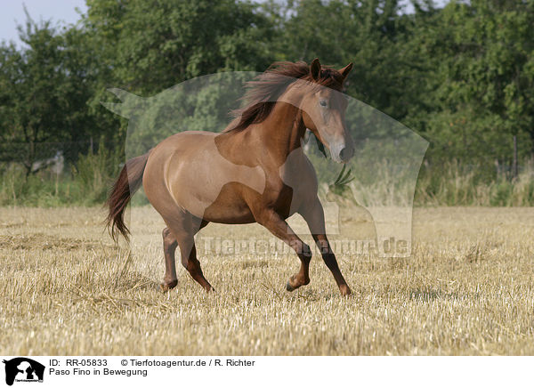 Paso Fino in Bewegung / running horse / RR-05833