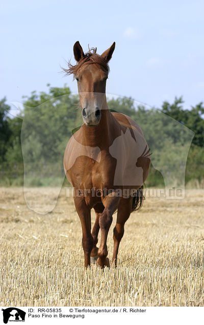 Paso Fino in Bewegung / running horse / RR-05835