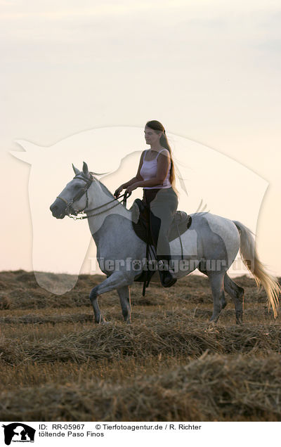 tltende Paso Finos / horsewoman / RR-05967