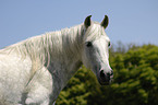 Paso Fino Portrait