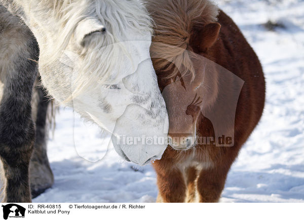 Kaltblut und Pony / coldblood and pony / RR-40815