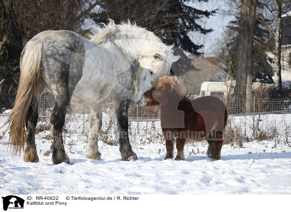 Kaltblut und Pony / RR-40822