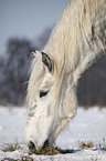 Percheron Portrait