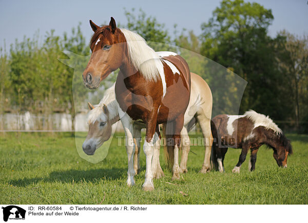 Pferde auf der Weide / horses on meadow / RR-60584